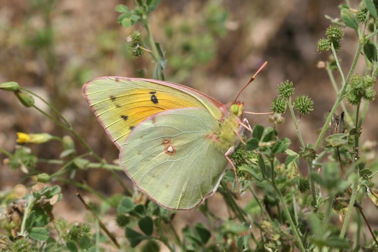 Colias aurorina: Bild 3