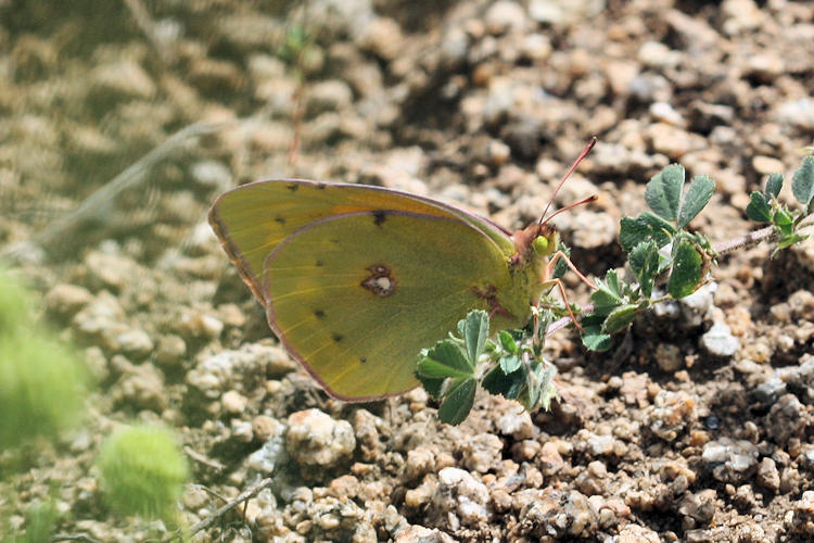 Colias aurorina: Bild 4