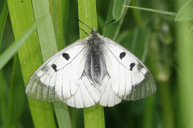 Parnassius mnemosyne nubilosus: Bild 2