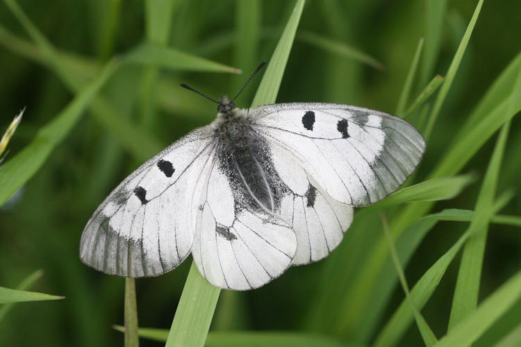 Parnassius mnemosyne nubilosus: Bild 3