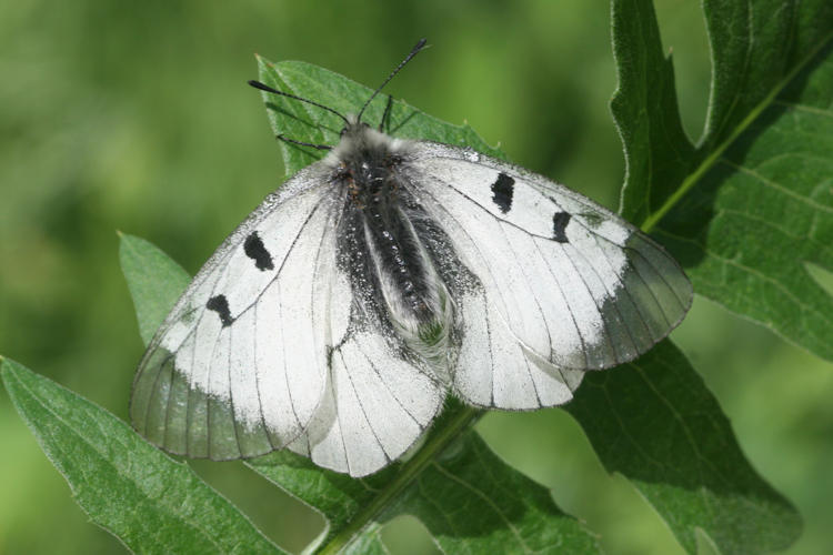 Parnassius mnemosyne nubilosus: Bild 4