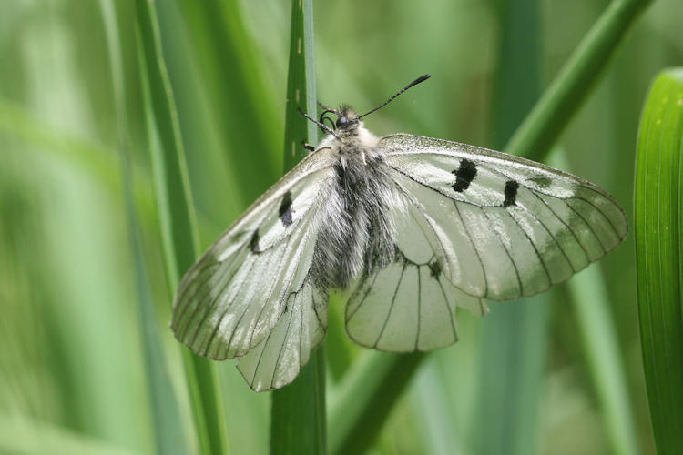 Parnassius mnemosyne nubilosus: Bild 5