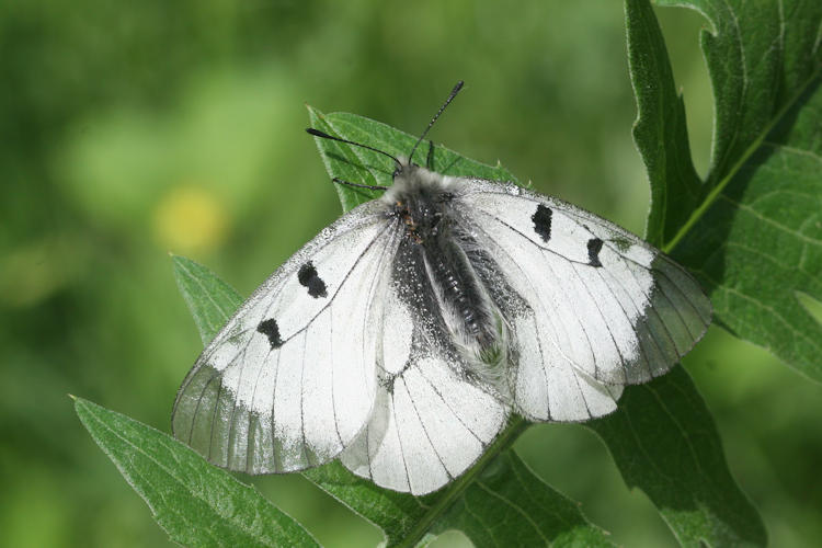 Parnassius mnemosyne nubilosus: Bild 8