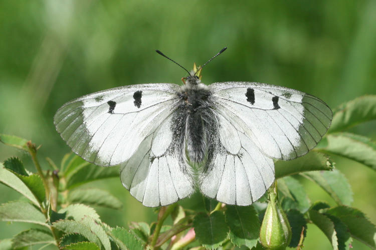 Parnassius mnemosyne nubilosus: Bild 9