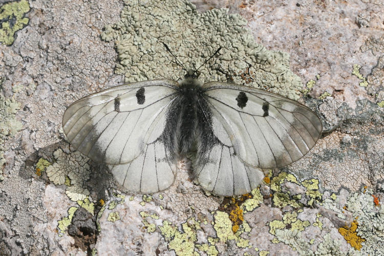 Parnassius mnemosyne nubilosus: Bild 10