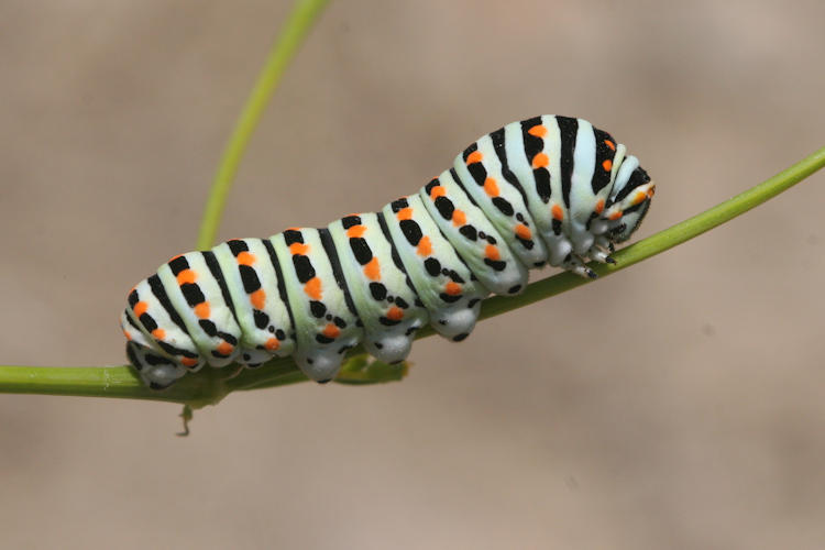 Papilio machaon syriacus: Bild 9