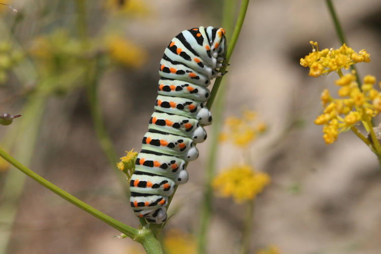 Papilio machaon syriacus: Bild 12