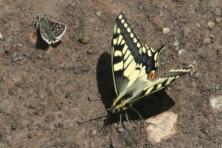 Papilio machaon syriacus: Bild 1