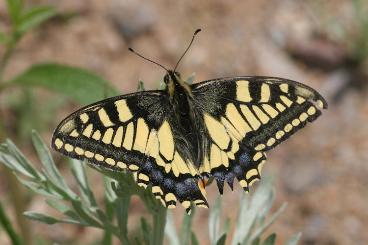 Papilio machaon syriacus: Bild 10