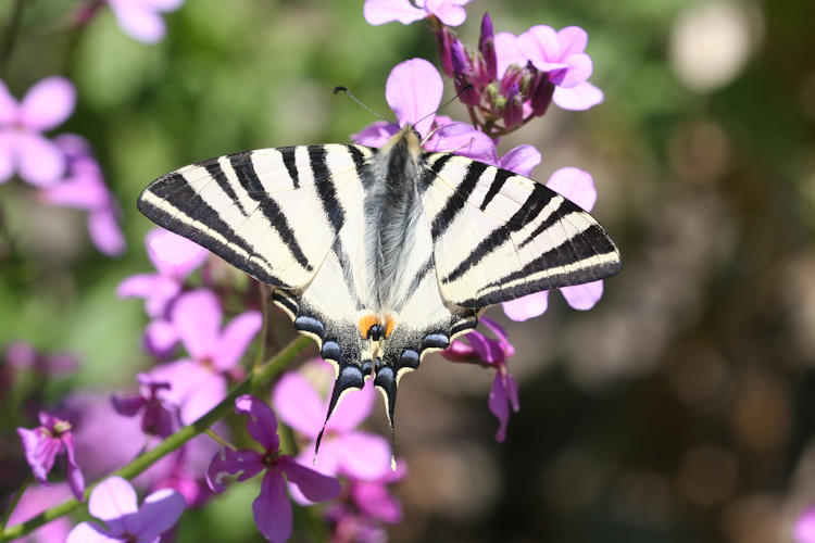 Iphiclides podalirius: Bild 1