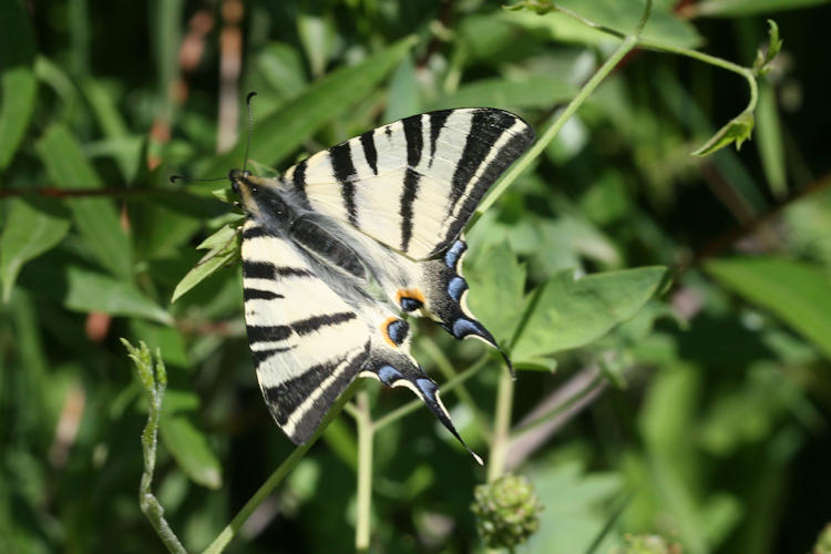 Iphiclides podalirius: Bild 2