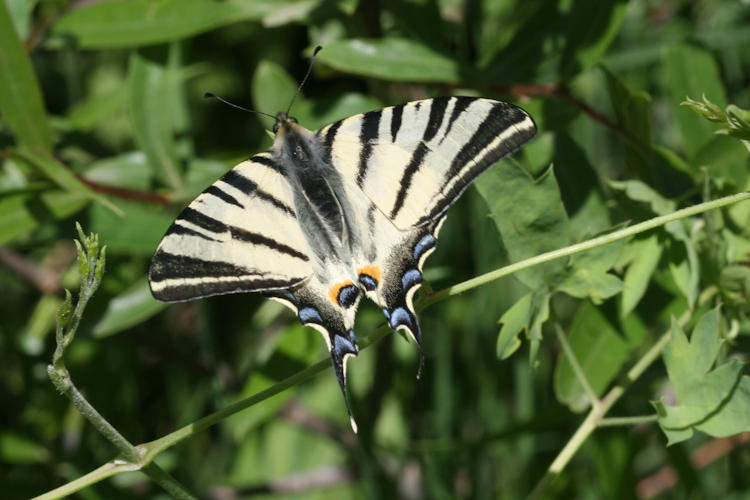 Iphiclides podalirius: Bild 3