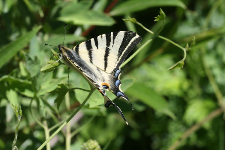 Iphiclides podalirius: Bild 4