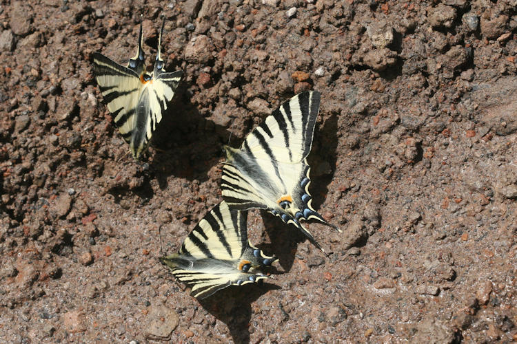 Iphiclides podalirius: Bild 6