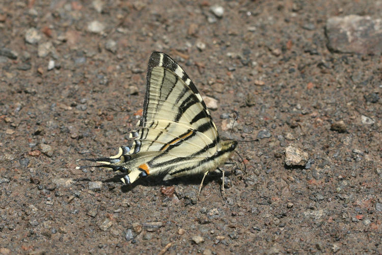 Iphiclides podalirius: Bild 44