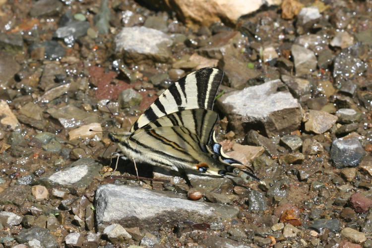 Iphiclides podalirius: Bild 45