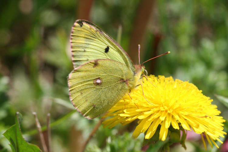 Colias alfacariensis: Bild 8