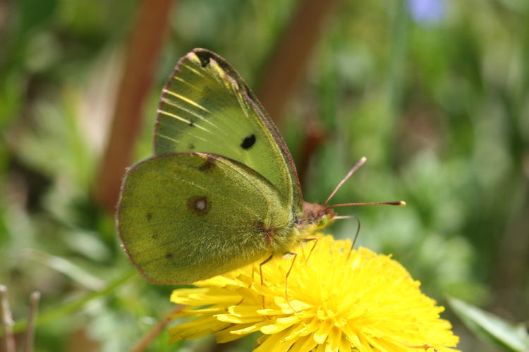 Colias alfacariensis: Bild 7