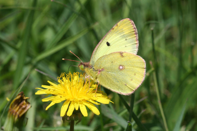 Colias alfacariensis: Bild 5