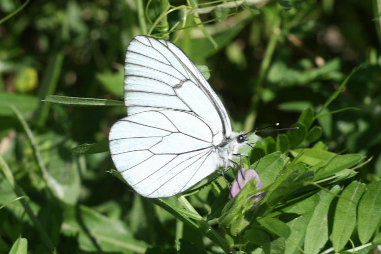 Aporia crataegi iranica: Bild 3