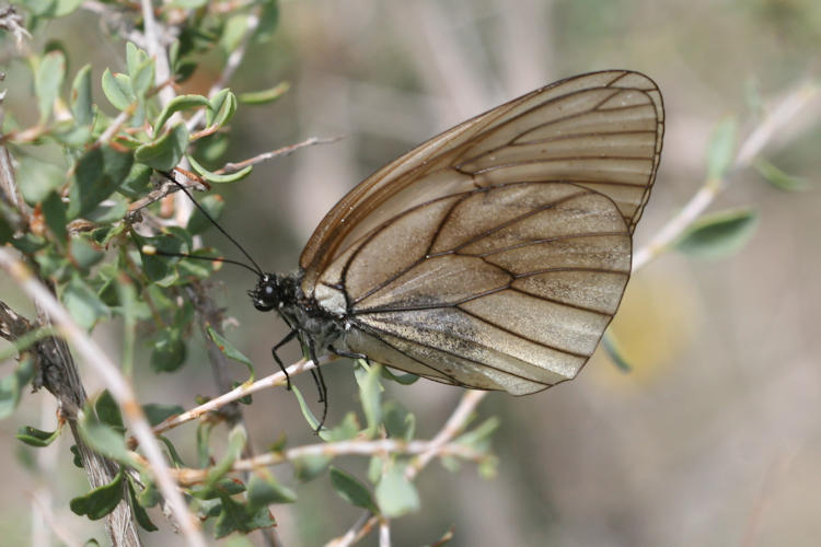 Aporia crataegi iranica: Bild 7