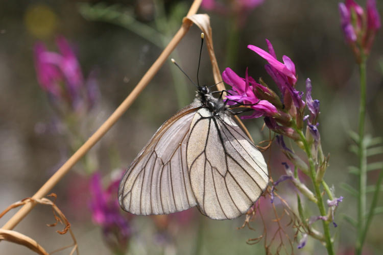 Aporia crataegi iranica: Bild 9