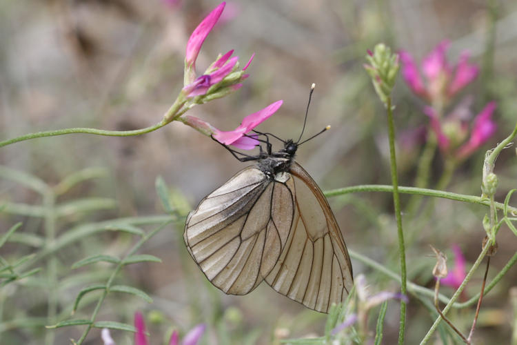 Aporia crataegi iranica: Bild 10