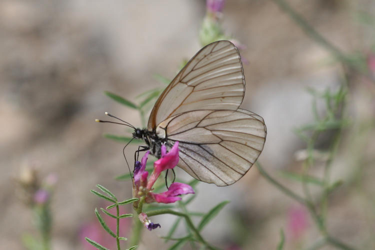 Aporia crataegi iranica: Bild 11