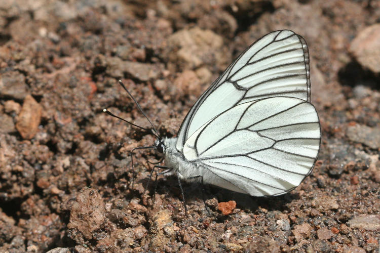 Aporia crataegi iranica: Bild 4