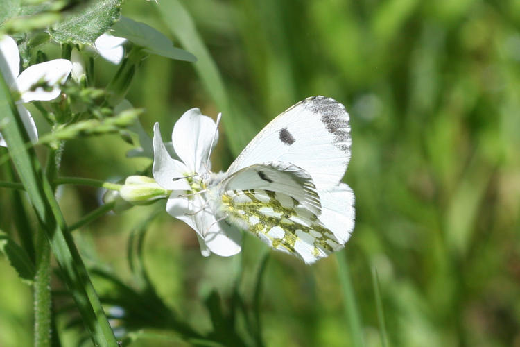 Anthocharis cardamines phoenissa: Bild 3