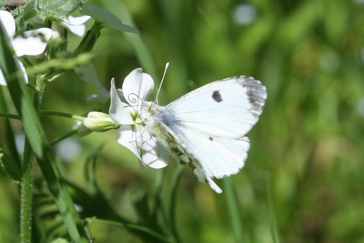 Anthocharis cardamines phoenissa: Bild 4