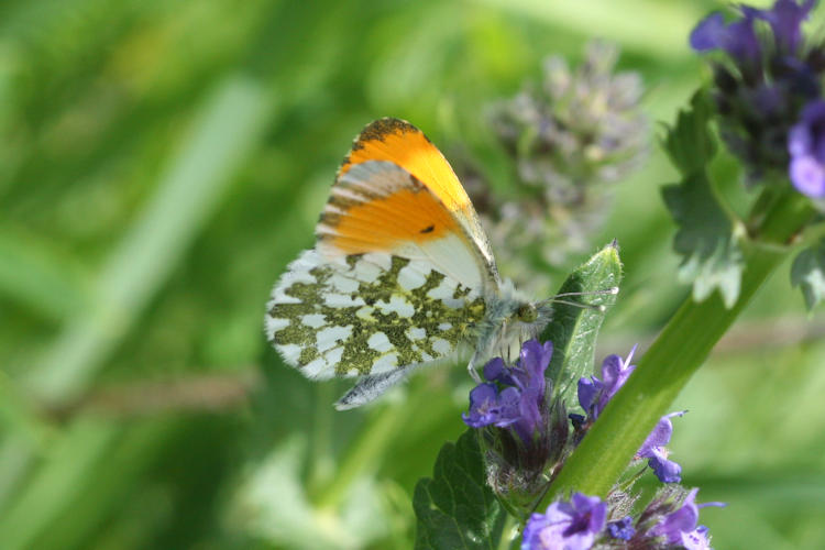 Anthocharis cardamines phoenissa: Bild 5