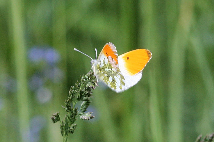 Anthocharis cardamines phoenissa: Bild 2