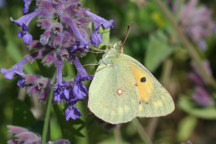 Colias crocea: Bild 27