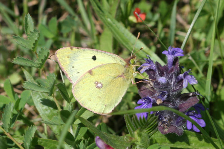 Colias crocea: Bild 7