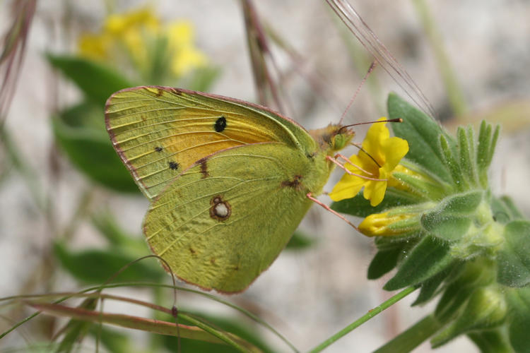 Colias crocea: Bild 8