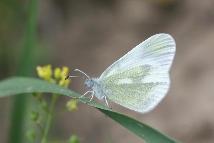 Leptidea duponcheli maiae: Bild 1