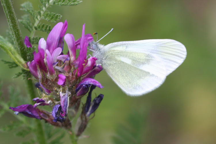 Leptidea duponcheli maiae: Bild 6