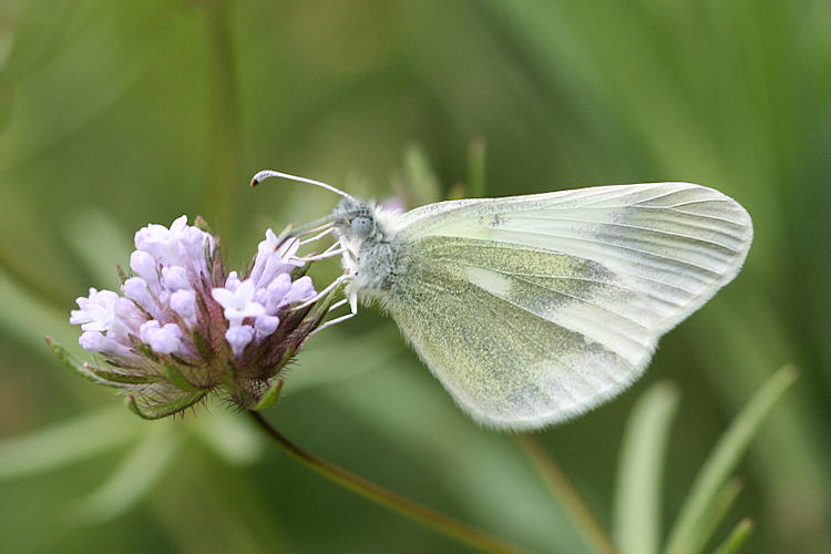 Leptidea duponcheli maiae: Bild 5