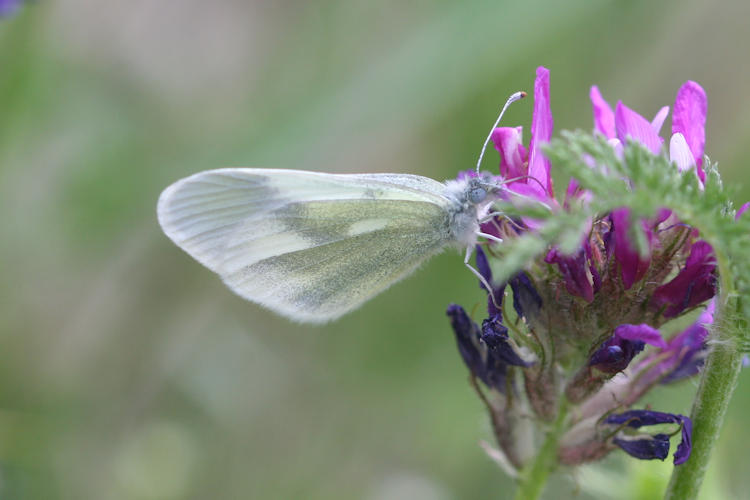 Leptidea duponcheli maiae: Bild 4