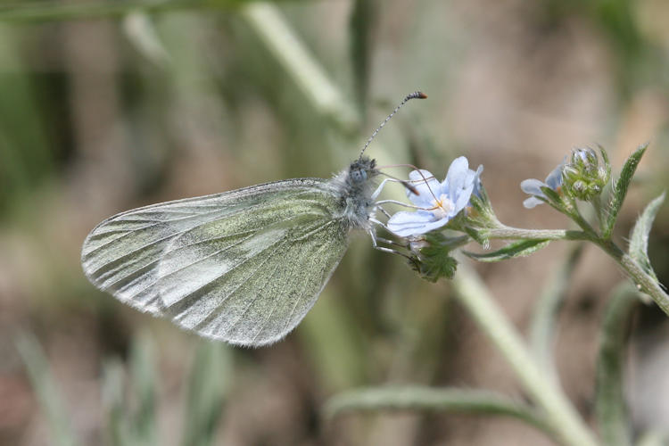 Leptidea duponcheli maiae: Bild 3