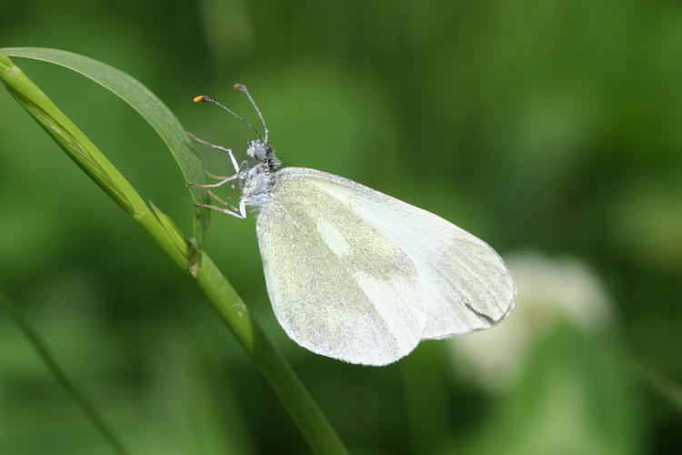 Leptidea duponcheli maiae: Bild 9