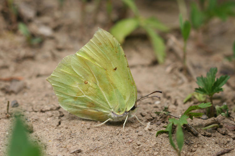 Gonepteryx rhamni miljanowskii: Bild 2