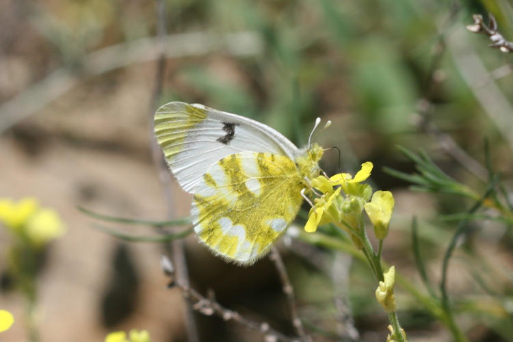 Zegris eupheme: Bild 44