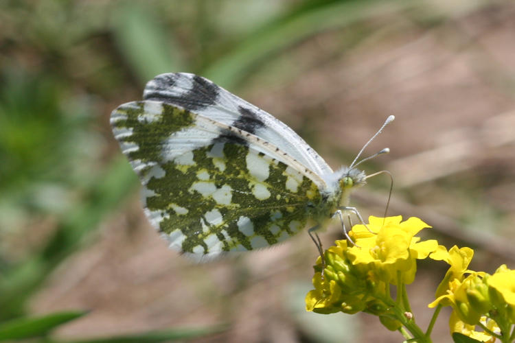 Euchloe ausonia taurica: Bild 4