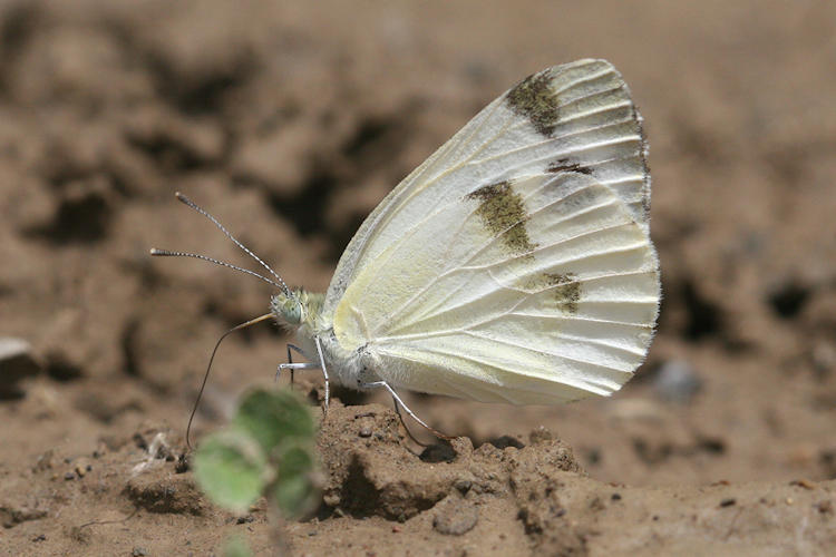 Pieris krueperi krueperi: Bild 12