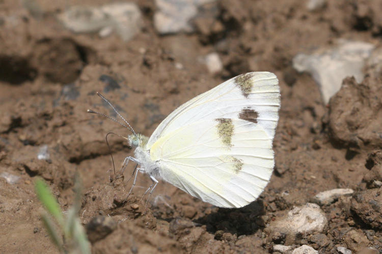 Pieris krueperi krueperi: Bild 13