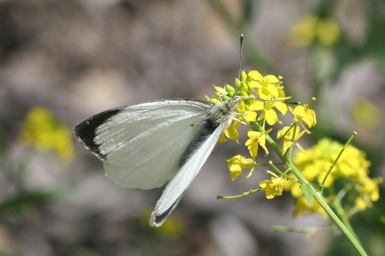 Pieris brassicae: Bild 2