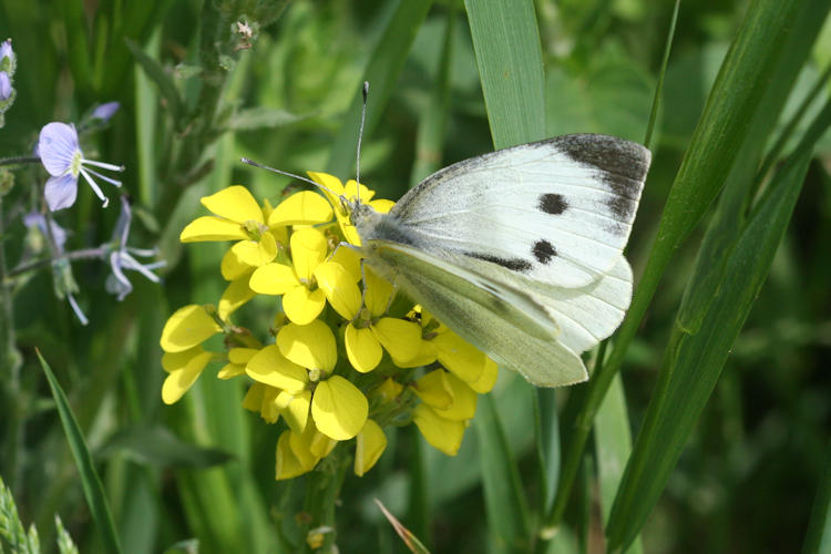 Pieris brassicae: Bild 7