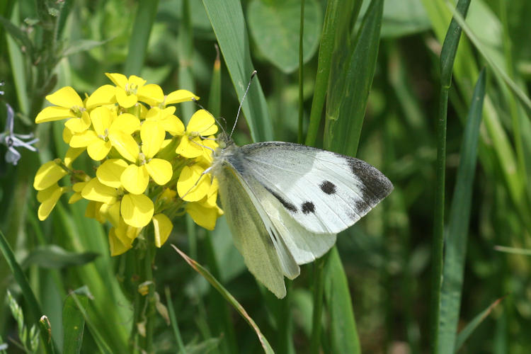 Pieris brassicae: Bild 8